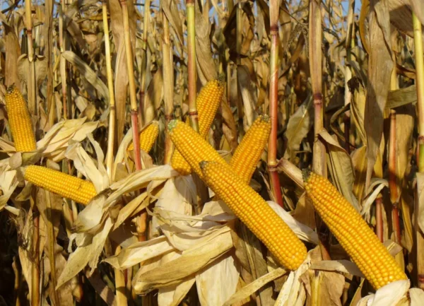 brojler, kukurydza na ziarno