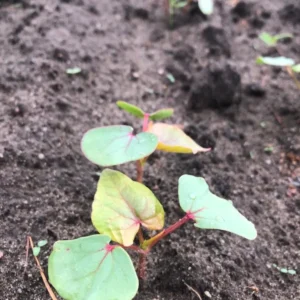 Gryka zwyczajna Smuga