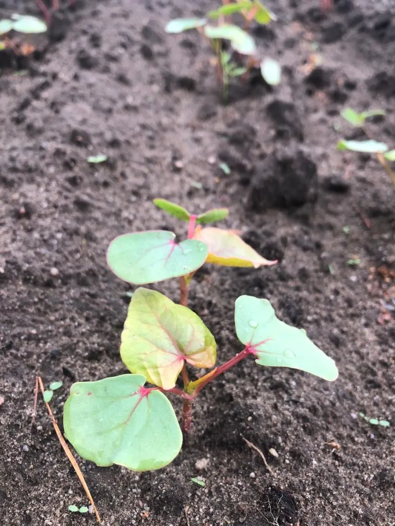 Gryka zwyczajna Smuga