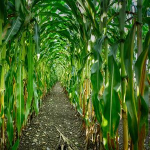 emental kukurydza na kiszonkę