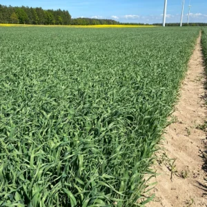 Owies zwyczajny Lion