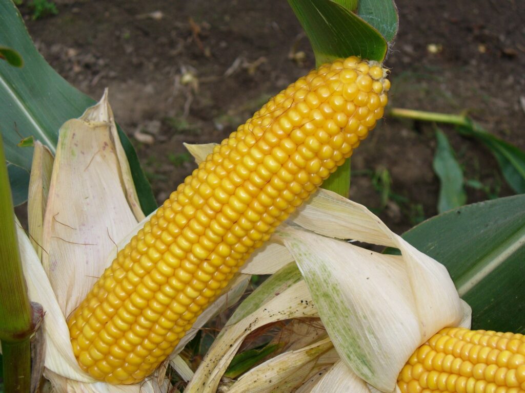 Kukurydza Scorescard