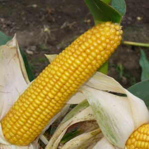 Kukurydza Scorescard