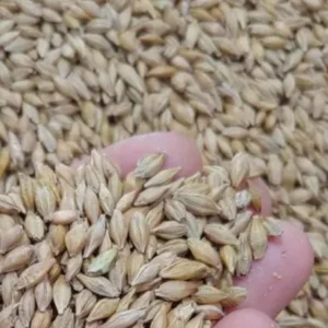 Jęczmień jary Brigitta pastewny