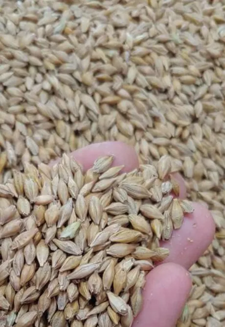 Jęczmień jary Brigitta pastewny