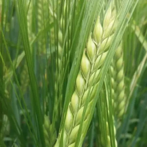 Jęczmień jary Eldorado