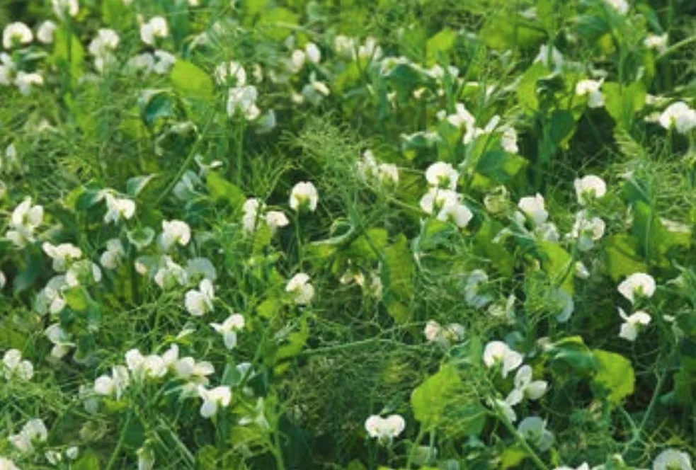 Groch – Astronaute