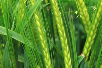 Jęczmień jary Soldo