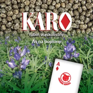 Łubin wąskolistny Karo