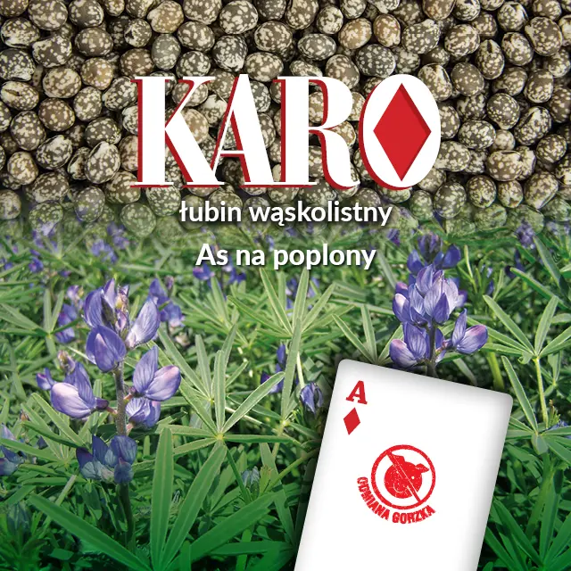 Łubin wąskolistny Karo