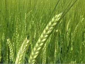 Jęczmień jary Amidala browarny