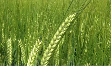 Jęczmień jary Amidala browarny