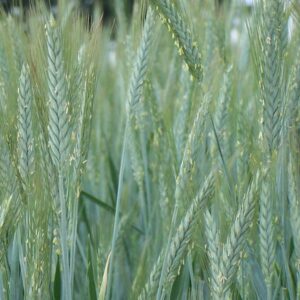 Pszenżyto jare Mazur