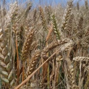 Pszenica jara Quintus