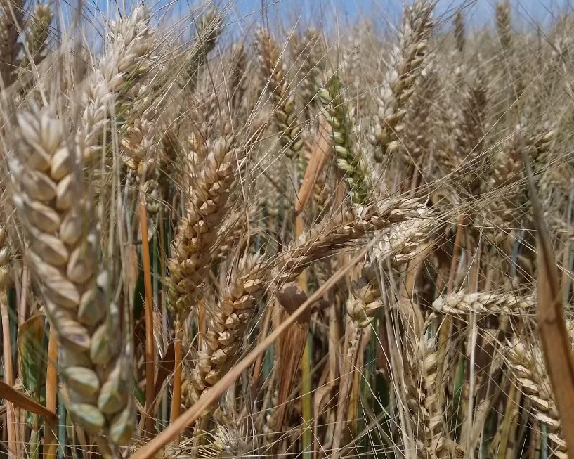 Pszenica jara Quintus