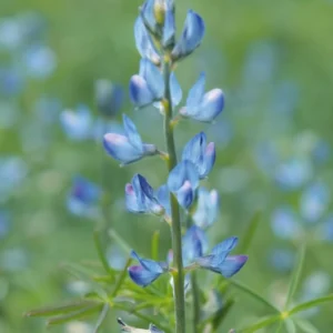 Łubin wąskolistny Regent