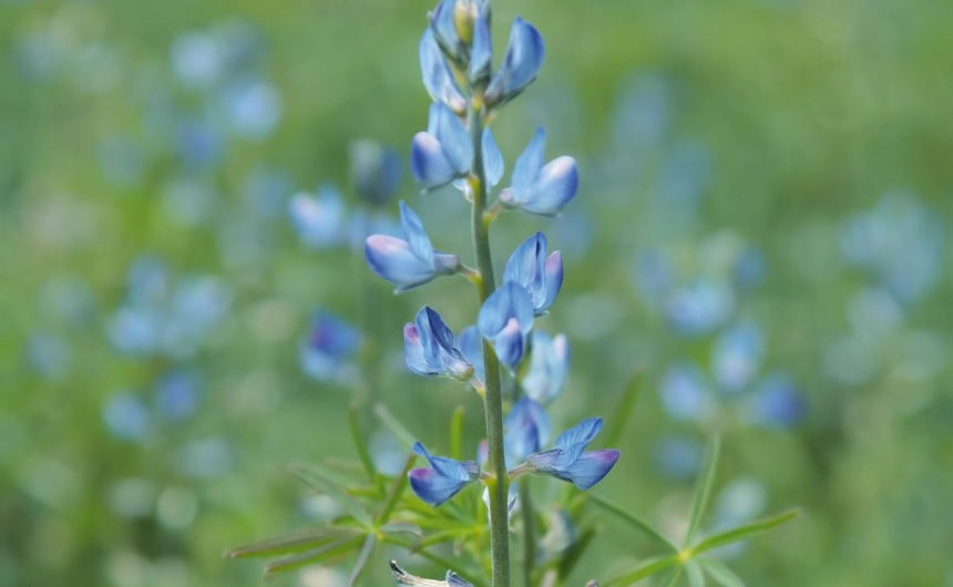 Łubin wąskolistny Regent