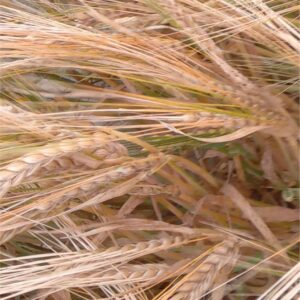 jęczmień jary, pastewny, odmiany Tilmor.